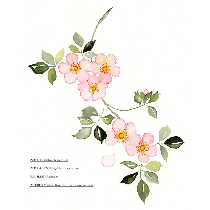 Aquarelle Fleur des Champs, Gaëtane Nicoulin