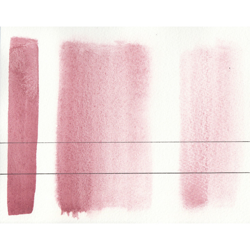 Rose potier - Aquarelle Aquarius Aquarius ½ godet Roman Szmal