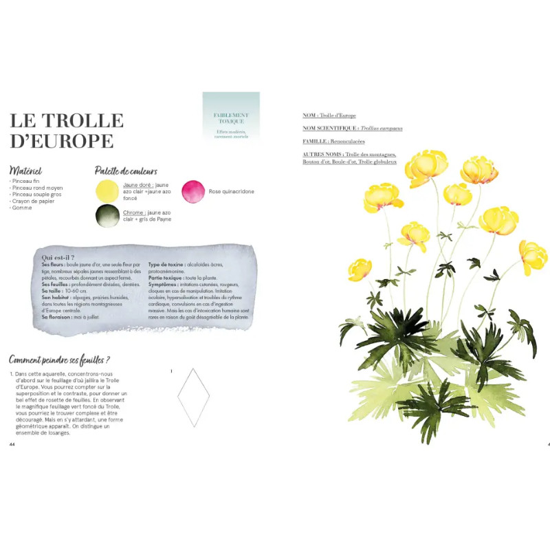 Aquarelle Fleur des Champs, Beautés vénéneuses Gaëtane Nicoulin