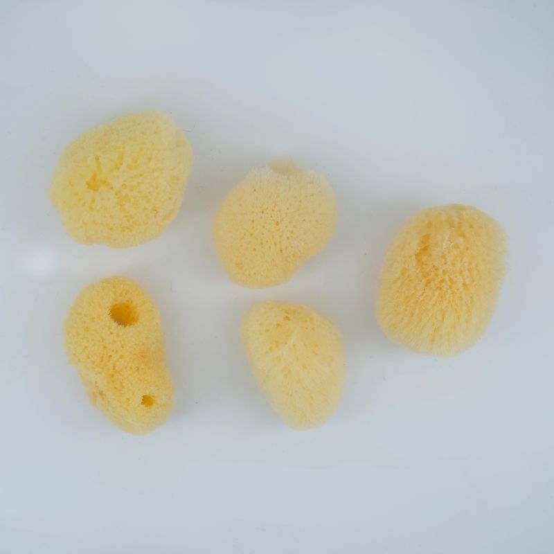 Lot 5 éponges naturelles
