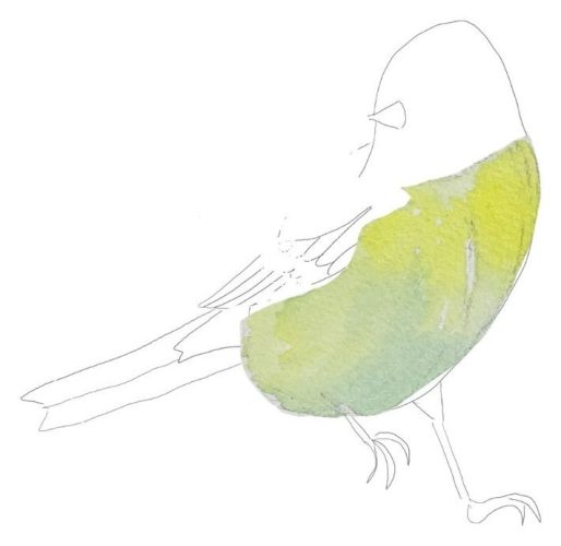 Étape 5, les premiers aplats jaune et vert sur le ventre de la mésange