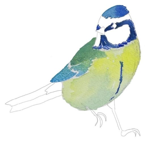 Étape 7, le manteau vert et l'aile bleue de la mésange