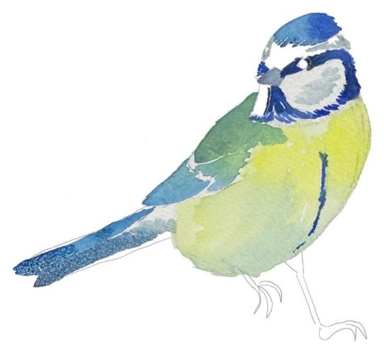 Étape 8, la queue bleue et le bec de la mésange à l'aquarelle