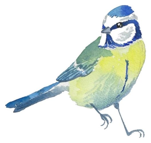 Étape 9, la mésange bleue terminée à l'aquarelle
