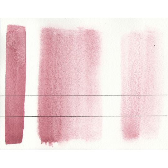 Rose potier - Aquarelle Aquarius ½ godet Roman Szmal