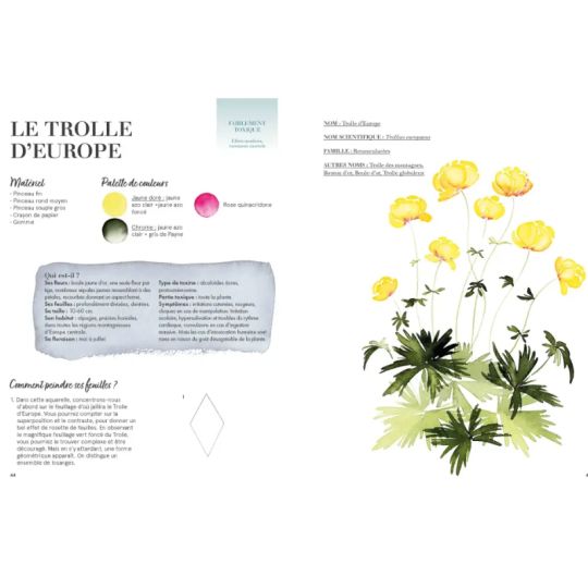 Aquarelle Fleur des Champs, Beautés vénéneuses Gaëtane Nicoulin