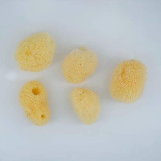 Lot 5 éponges naturelles
